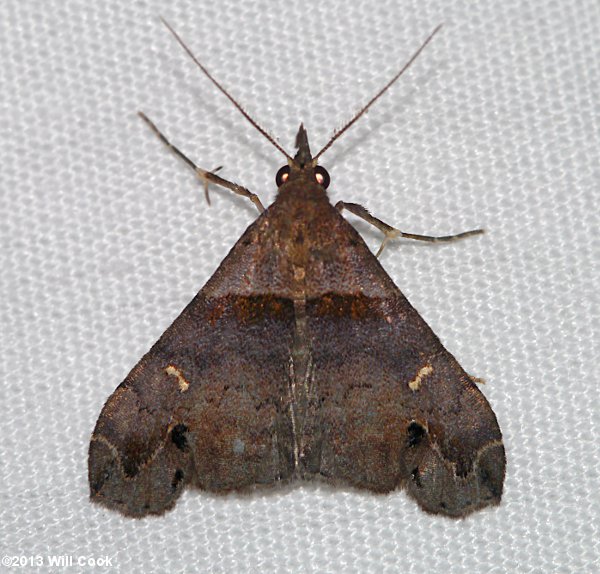 Lascoria ambigualis - Ambiguous Moth