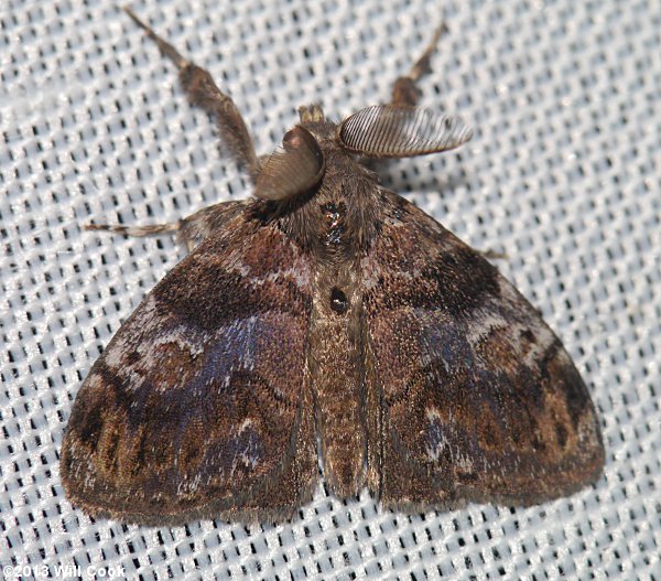 Orgyia definita - Definite Tussock Moth