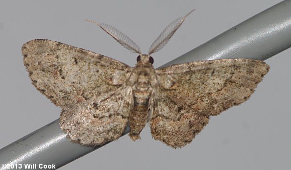 Glenoides texanaria - Texas Gray Moth