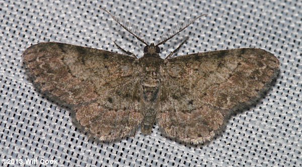Glenoides texanaria - Texas Gray Moth