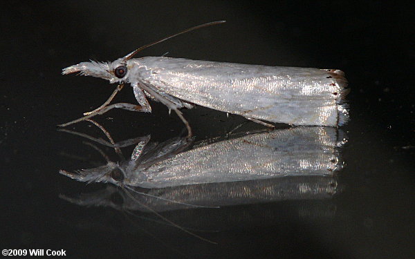 Crambus albellus - Small White Grass-veneer