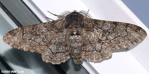 Biston betularia - Peppered Moth, Pepper & Salt Geometer