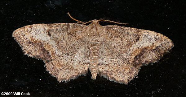 Hypagyrtis unipunctata - One-spotted Variant