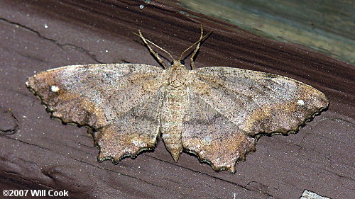 Hypagyrtis unipunctata - One-spotted Variant