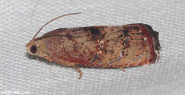 Cydia latiferreana - Filbertworm Moth