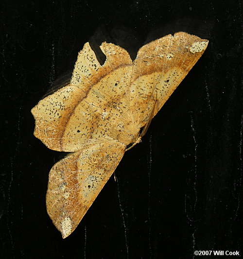 Euchlaena amoenaria – Deep Yellow Euchlaena