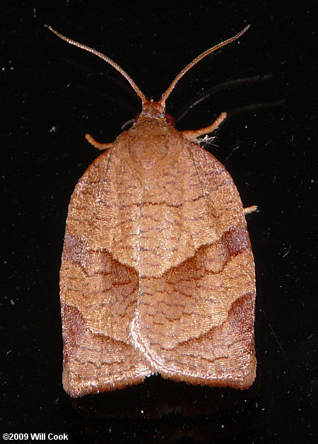 Choristoneura rosaceana - Oblique-banded Leafroller