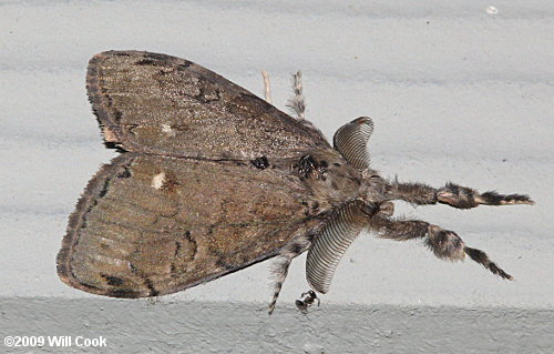 Orgyia leucostigma - White-marked Tussock Moth