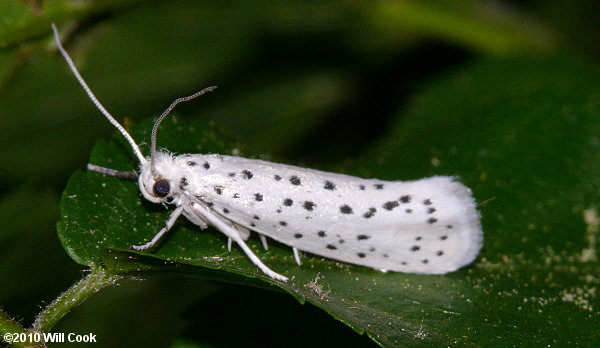 Yponomeuta multipunctella - American Ermine Moth