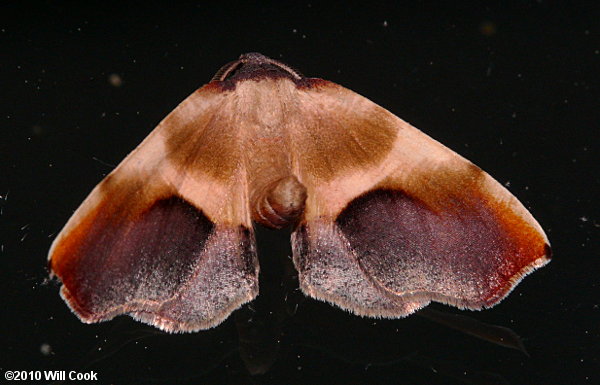 Plagodis kuetzingi - Purple Plagodis