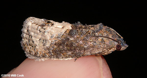 Ecdytolopha insiticiana - Locust Twig Borer Moth