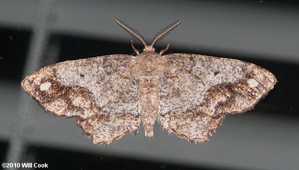 Hypagyrtis unipunctata - One-spotted Variant