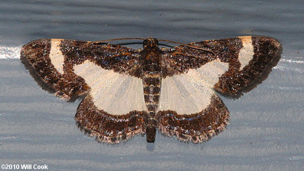 Heliomata cycladata - Common Spring Moth