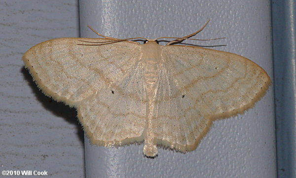 Scopula limboundata - Large Lace-border