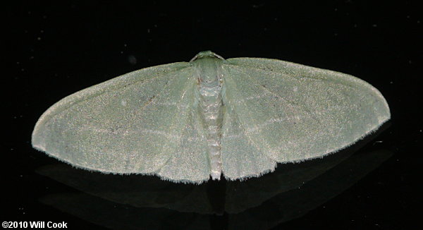 Dyspteris abortivaria - Bad-wing Moth