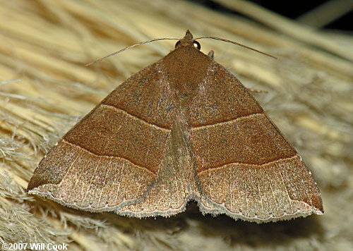 Parallelia bistriaris - Maple Looper Moth