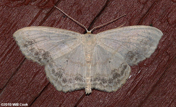 Scopula limboundata - Large Lace-border