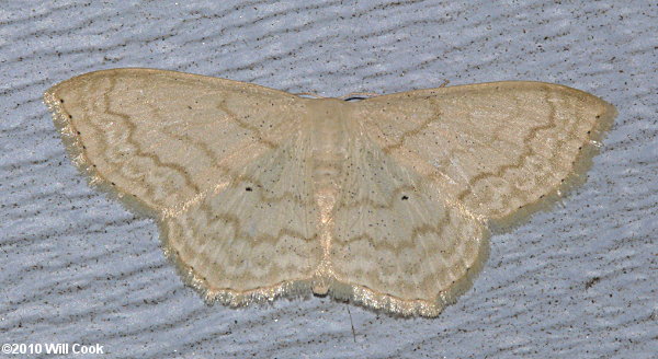 Scopula limboundata - Large Lace-border