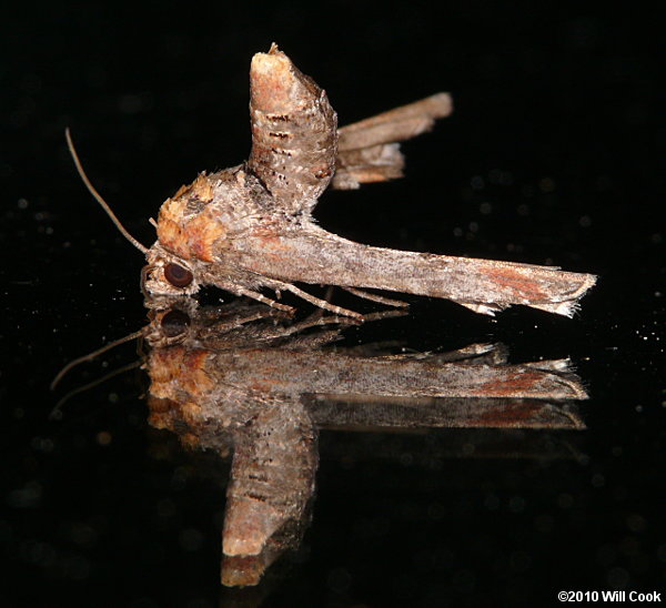 Marathyssa inficita - Dark Marathyssa