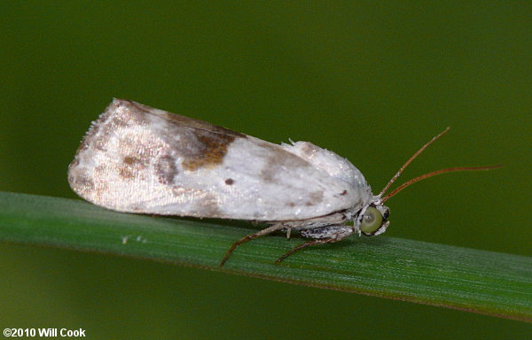 Ponometia candefacta - Olive-shaded Bird-dropping Moth