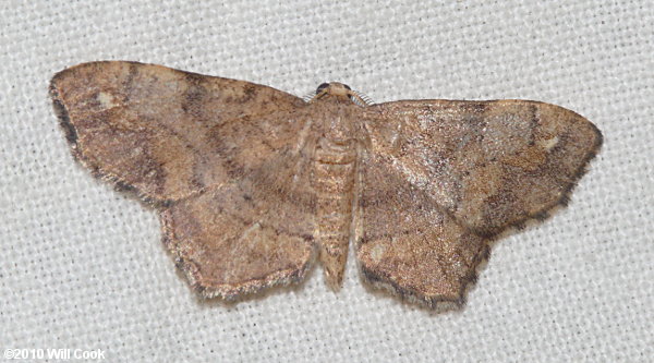 Hypagyrtis unipunctata - One-spotted Variant