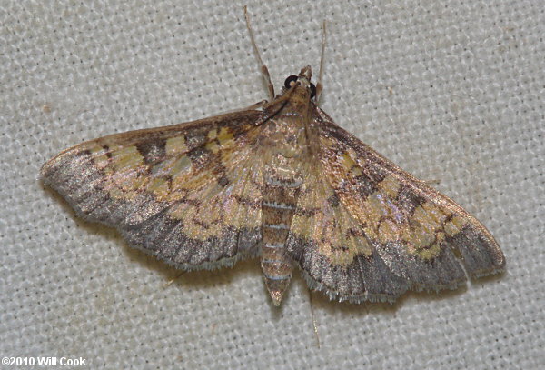 Diacme elealis - Paler Diacme Moth