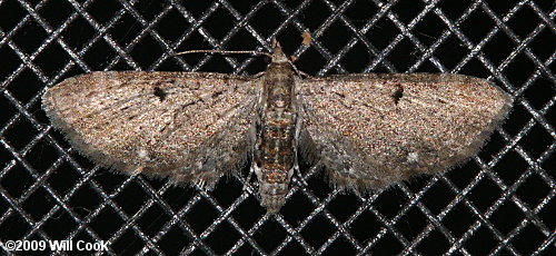Eupithecia miserulata - Common Eupithecia