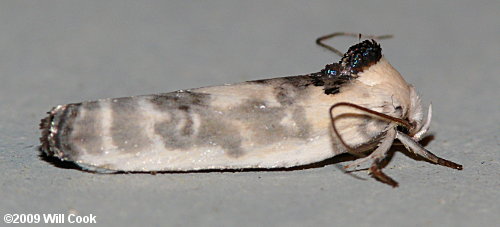 Antaeotricha leucillana - Pale Gray Bird-dropping Moth