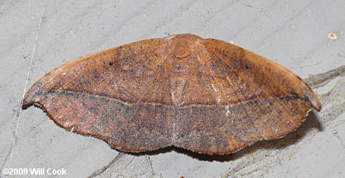 Eutrapela clemataria - Curve-toothed Geometer