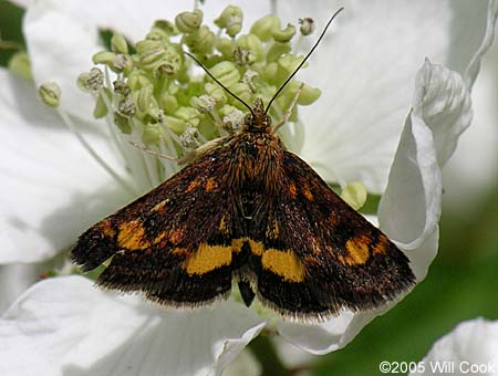 Pyrausta orphisalis - Orange Mint Moth
