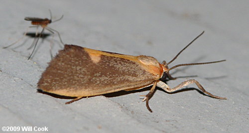 Cisthene plumbea - Lead-colored Lichen Moth