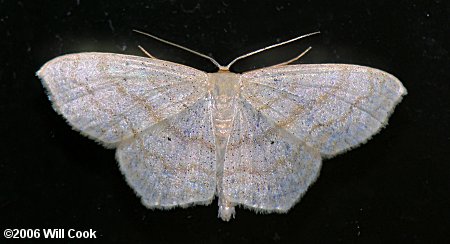 Scopula limboundata - Large Lace-border