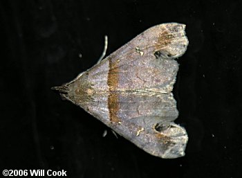 Lascoria ambigualis - Ambiguous Moth