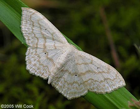 Scopula limboundata - Large Lace-border