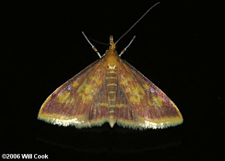 Pyrausta acrionalis - Mint-loving Pyrausta Moth