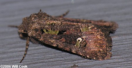 Lacinipolia renigera - Bristly Cutworm