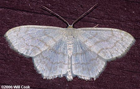 Scopula limboundata - Large Lace-border