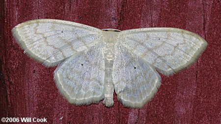 Scopula limboundata - Large Lace-border