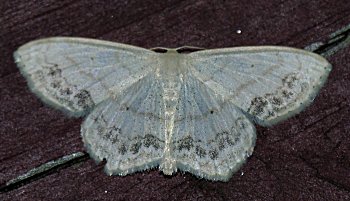 Scopula limboundata - Large Lace-border