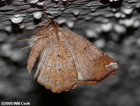 Eutrapela clemataria - Curve-toothed Geometer