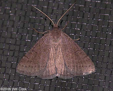 Caenurgia chloropha - Vetch Looper Moth