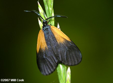 Pyromorpha dimidiata - Orange-patched Smoky Moth