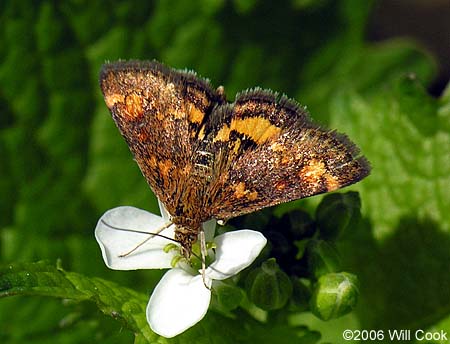 Pyrausta orphisalis - Orange Mint Moth