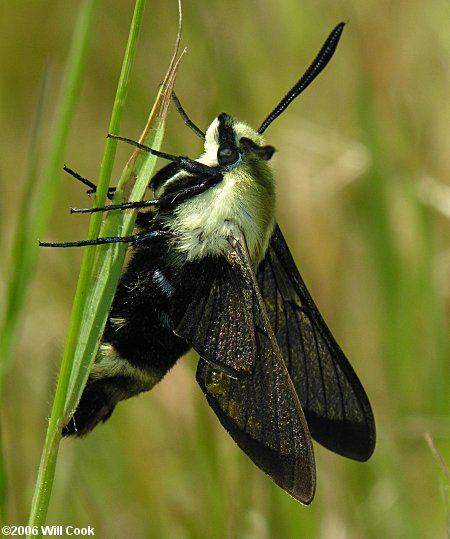 Hemaris diffinis (Snowberry Clearwing)
