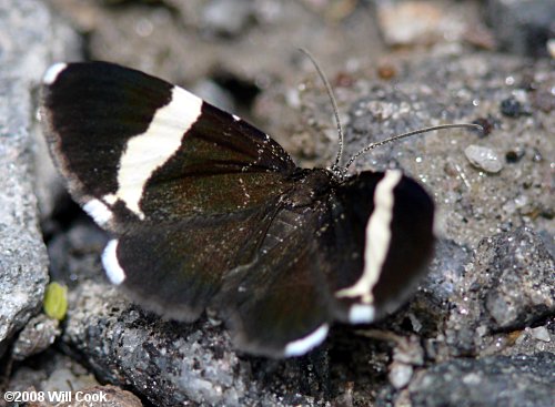 Trichodezia albovittata - White-striped Black