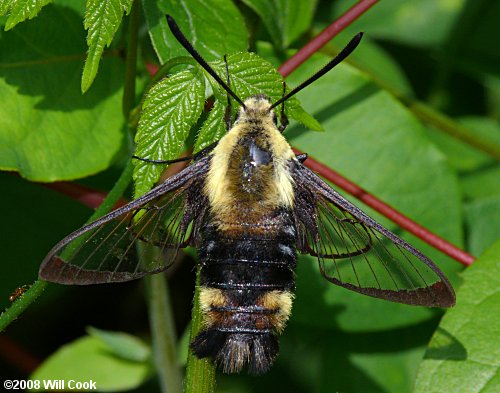 Hemaris diffinis (Snowberry Clearwing)