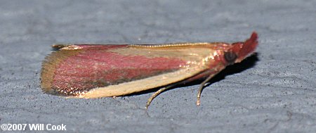 Peoria approximella – Carmine Snout Moth