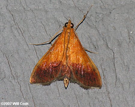 Pyrausta bicoloralis - Bicolored Pyrausta Moth