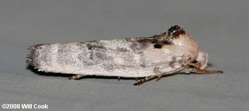 Antaeotricha leucillana - Pale Gray Bird-dropping Moth