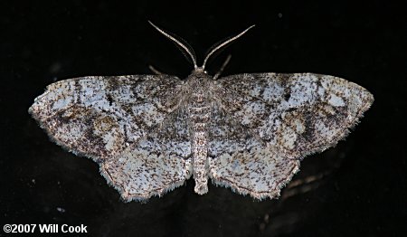 Hypagyrtis unipunctata - One-spotted Variant